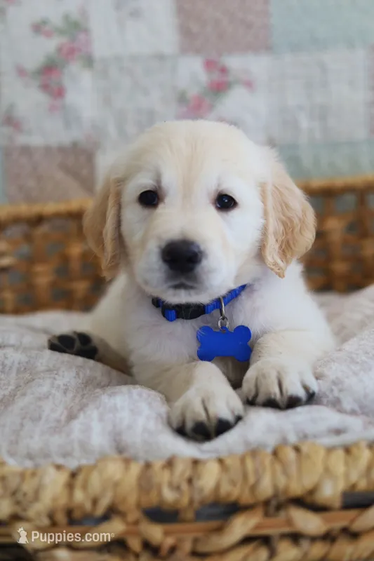 Blue male – Golden Retriever puppy for sale in Tulsa, OK