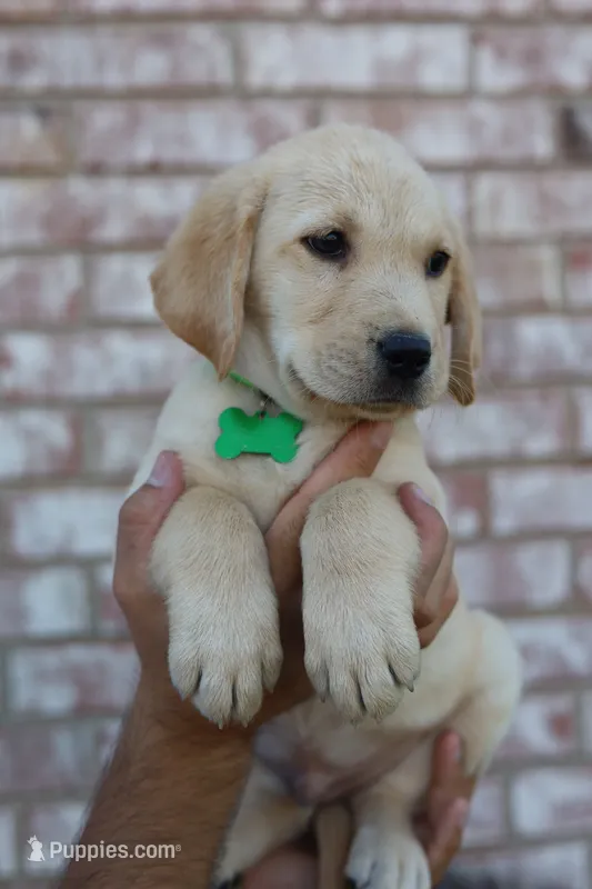 Green male – Labrador Retriever puppy for sale in Broken Arrow, OK