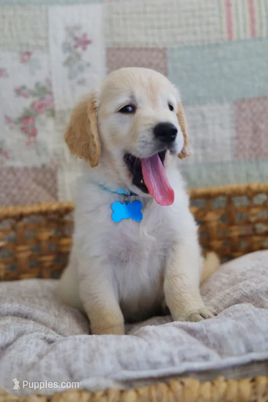 Light blue male – Golden Retriever puppy for sale in Tulsa, OK