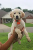 Orange female , a female Golden Retriever for sale in Tulsa, OK – 2 of 4