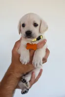Yellow female , a female Labrador Retriever for sale in Broken Arrow, OK – 6 of 6