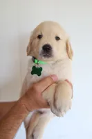 Green male, a male Golden Retriever for sale in Tulsa, OK – 3 of 6