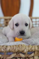 Yellow female , a female Labrador Retriever for sale in Broken Arrow, OK – 2 of 6