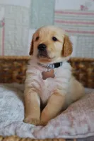 Grey male, a male Golden Retriever for sale in Tulsa, OK – 2 of 4