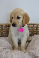 Pink female , a female Golden Retriever for sale in Broken Arrow, OK – 5 of 6
