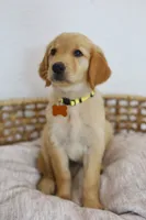 Yellow female , a female Golden Retriever for sale in Broken Arrow, OK – 2 of 6