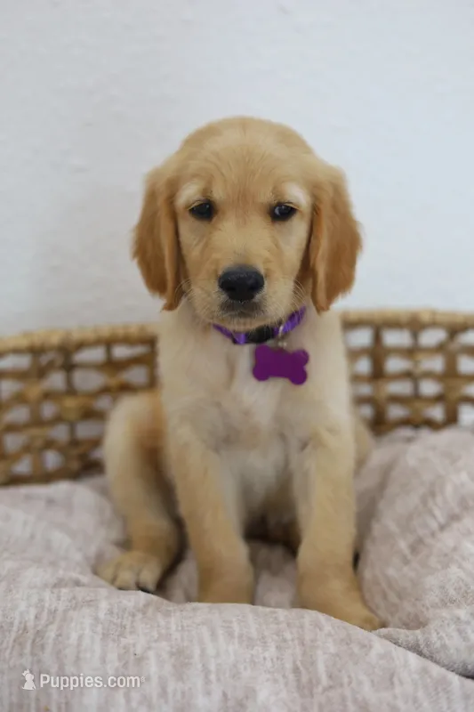 Purple male – Golden Retriever puppy for sale in Broken Arrow, OK