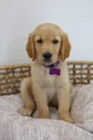 Purple male, a male Golden Retriever for sale in Broken Arrow, OK – 1 of 6