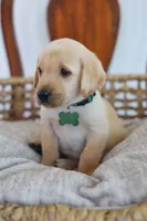 Green male, a male Labrador Retriever for sale in Broken Arrow, OK – 1 of 4