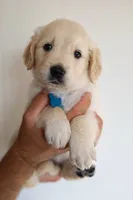 Light blue male, a male Golden Retriever for sale in Tulsa, OK – 6 of 7