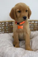 Orange female , a female Golden Retriever for sale in Broken Arrow, OK – 5 of 7
