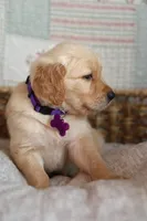 Purple male , a male Golden Retriever for sale in Tulsa, OK – 5 of 5
