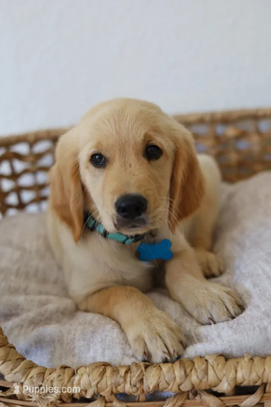 Blue male  – Golden Retriever puppy for sale in Broken Arrow, OK