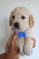 Blue male, a male Golden Retriever for sale in Tulsa, OK – 4 of 5