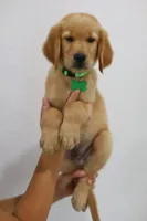Green male , a male Golden Retriever for sale in Broken Arrow, OK – 6 of 7