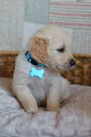 Light blue male, a male Golden Retriever for sale in Tulsa, OK – 2 of 7