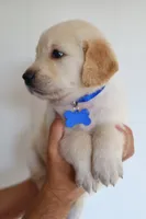 Blue male, a male Golden Retriever for sale in Tulsa, OK – 3 of 5