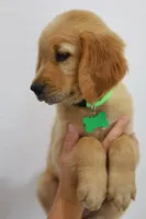Green male , a male Golden Retriever for sale in Broken Arrow, OK – 5 of 7