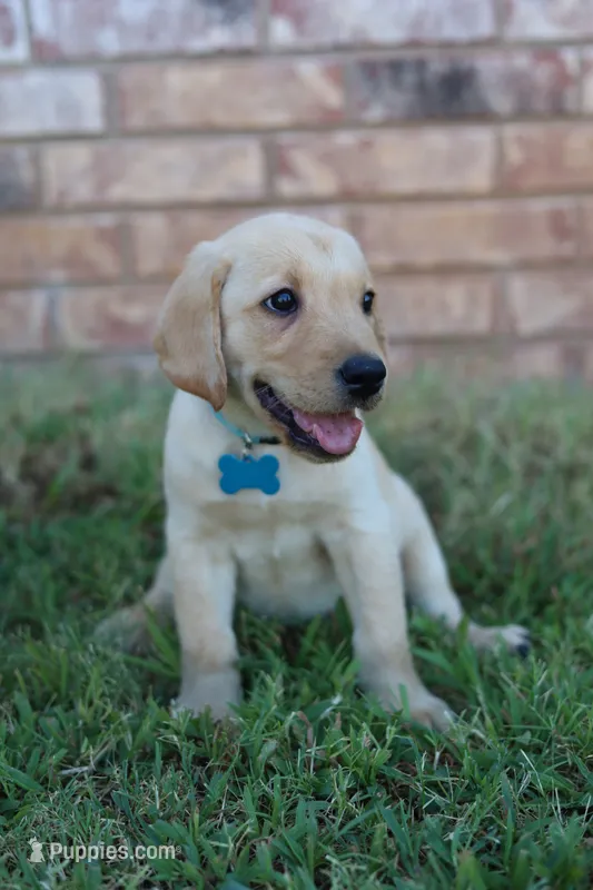 Blue male – Labrador Retriever puppy for sale in Broken Arrow, OK