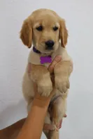 Purple male, a male Golden Retriever for sale in Broken Arrow, OK – 6 of 6