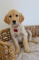 Red female , a female Golden Retriever for sale in Broken Arrow, OK – 3 of 3