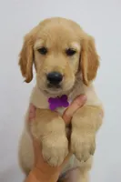 Purple male, a male Golden Retriever for sale in Broken Arrow, OK – 5 of 6