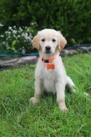 Orange female , a female Golden Retriever for sale in Tulsa, OK – 1 of 4
