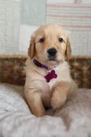 Purple male , a male Golden Retriever for sale in Tulsa, OK – 3 of 5
