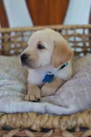 Blue male, a male Labrador Retriever for sale in Broken Arrow, OK – 5 of 6