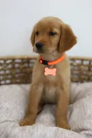 Orange female , a female Golden Retriever for sale in Broken Arrow, OK – 2 of 7