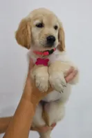 Pink female , a female Golden Retriever for sale in Broken Arrow, OK – 2 of 6