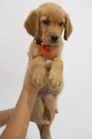 Orange female , a female Golden Retriever for sale in Broken Arrow, OK – 6 of 7