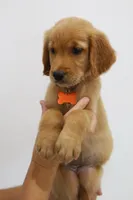 Orange female , a female Golden Retriever for sale in Broken Arrow, OK – 7 of 7