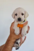 Yellow female , a female Labrador Retriever for sale in Broken Arrow, OK – 1 of 6