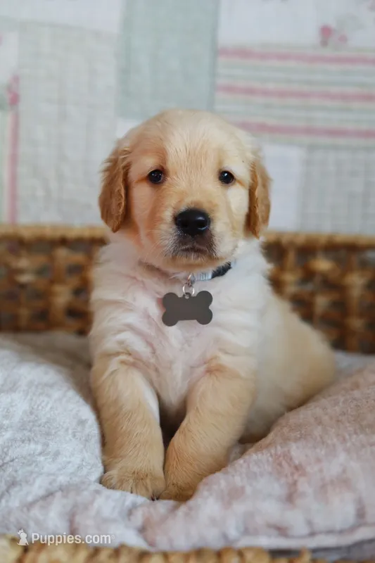 Grey male – Golden Retriever puppy for sale in Tulsa, OK