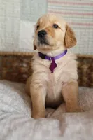 Purple male , a male Golden Retriever for sale in Tulsa, OK – 2 of 5