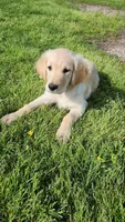 Green male , a male Golden Retriever for sale in Tulsa, OK – 2 of 3