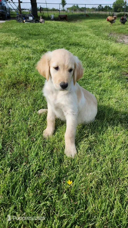 Green male  – Golden Retriever puppy for sale in Tulsa, OK
