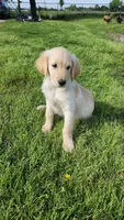 Green male , a male Golden Retriever for sale in Tulsa, OK – 1 of 3