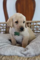 Green male, a male Labrador Retriever for sale in Broken Arrow, OK – 2 of 4