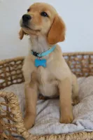 Blue male , a male Golden Retriever for sale in Broken Arrow, OK – 2 of 3
