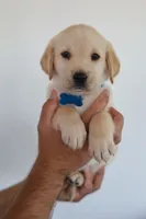 Blue male, a male Labrador Retriever for sale in Broken Arrow, OK – 6 of 6