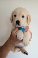 Light blue male, a male Golden Retriever for sale in Tulsa, OK – 7 of 7