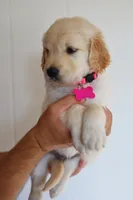Pink female , a female Golden Retriever for sale in Tulsa, OK – 3 of 5