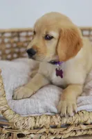 Purple male, a male Golden Retriever for sale in Broken Arrow, OK – 3 of 6