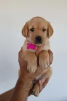 Pink female , a female Labrador Retriever for sale in Broken Arrow, OK – 6 of 6