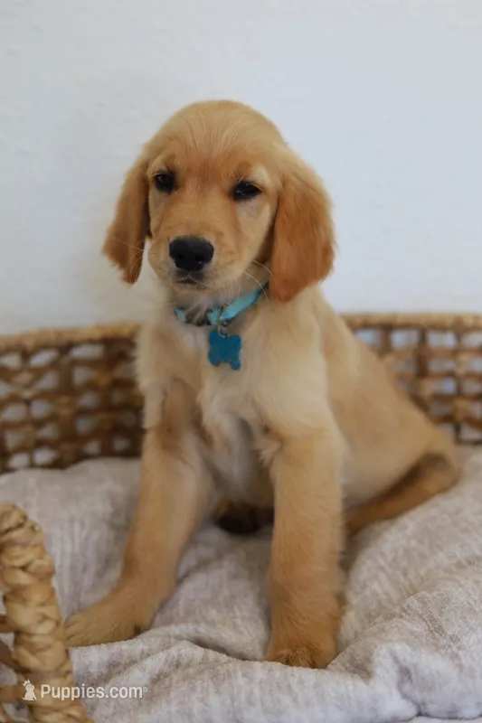 Blue male  – Golden Retriever puppy for sale in Broken Arrow, OK