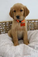 Orange female , a female Golden Retriever for sale in Broken Arrow, OK – 1 of 7