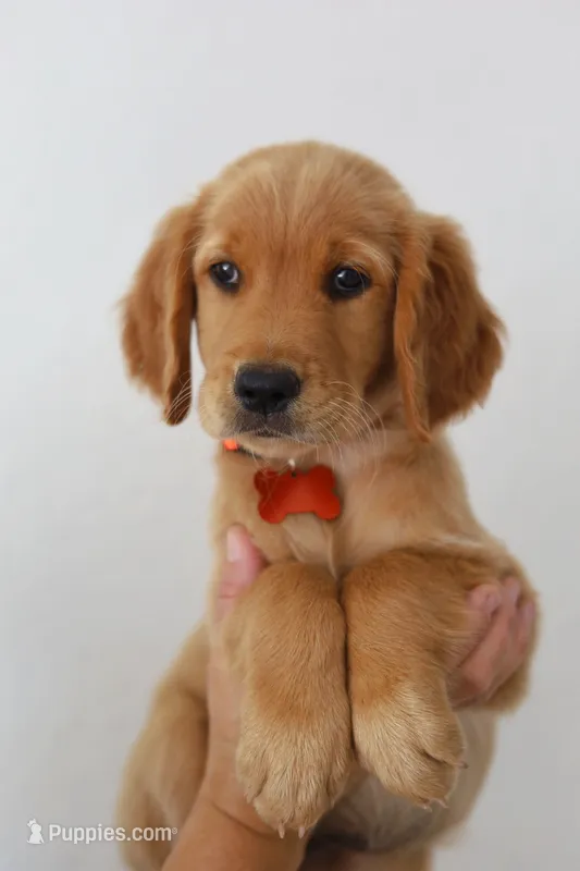 Orange female  – Golden Retriever puppy for sale in Broken Arrow, OK