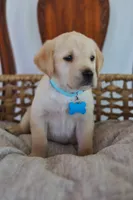 Blue male, a male Labrador Retriever for sale in Broken Arrow, OK – 2 of 6